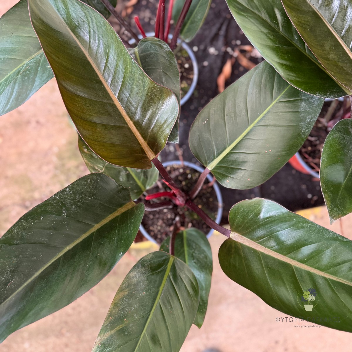 Φυλλόδενδρο (Philodendron Congo Red) - 20 cm